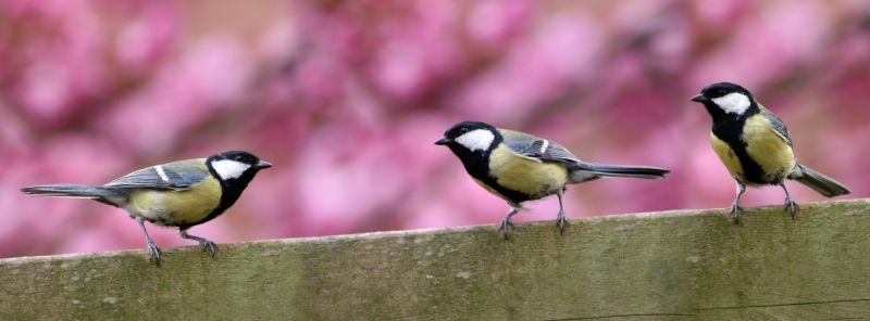 Bird Control Service