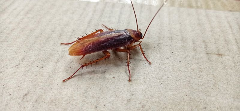 Cockroach Control Service