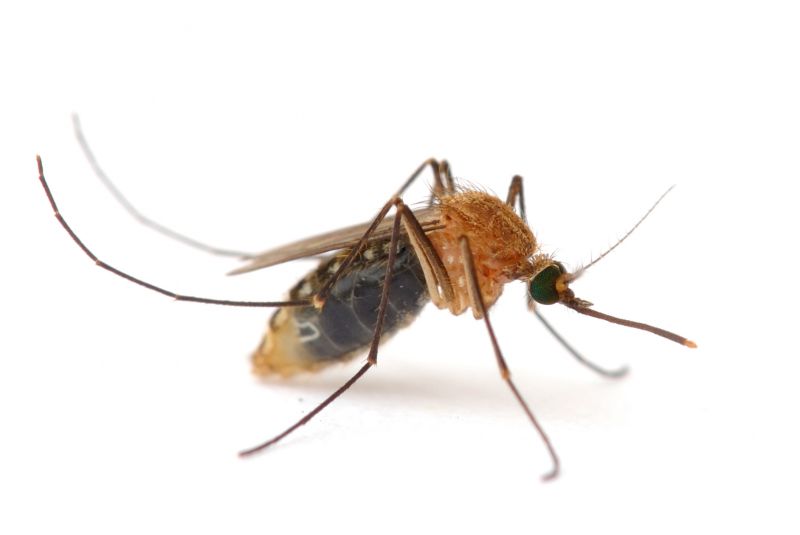 Fly And Mosquito Prevention Tips For Properties