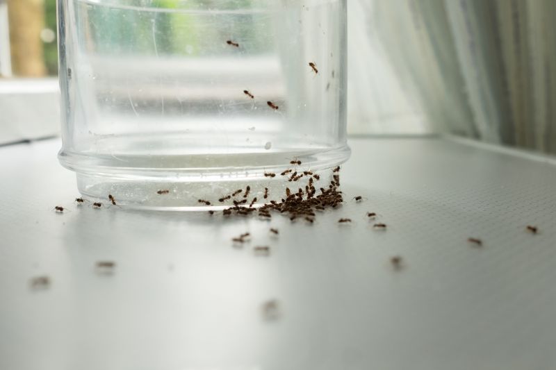 Ants Extermination Service project example