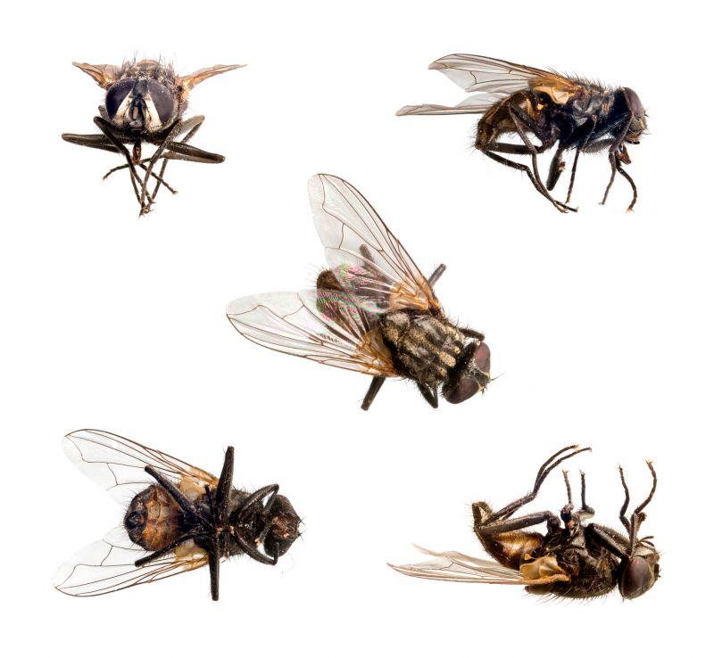 How Flies Impact Customer Experience