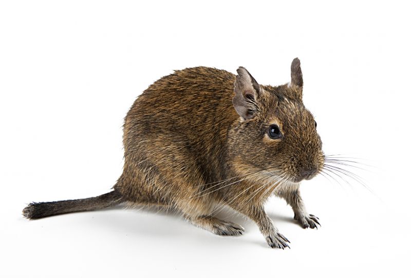 Rodent Control Services