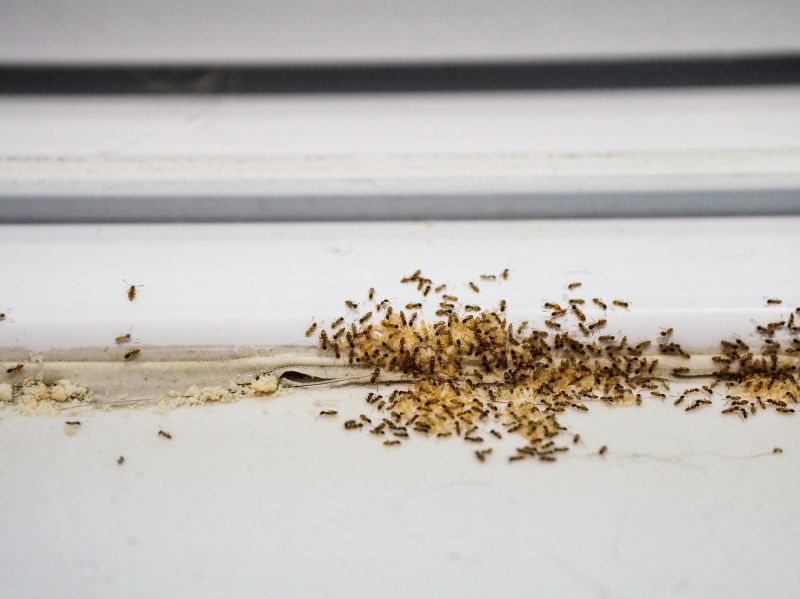 Ant Control Strategies