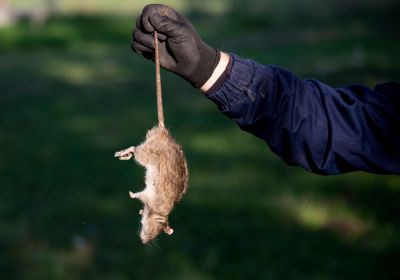 Rodent Control Services