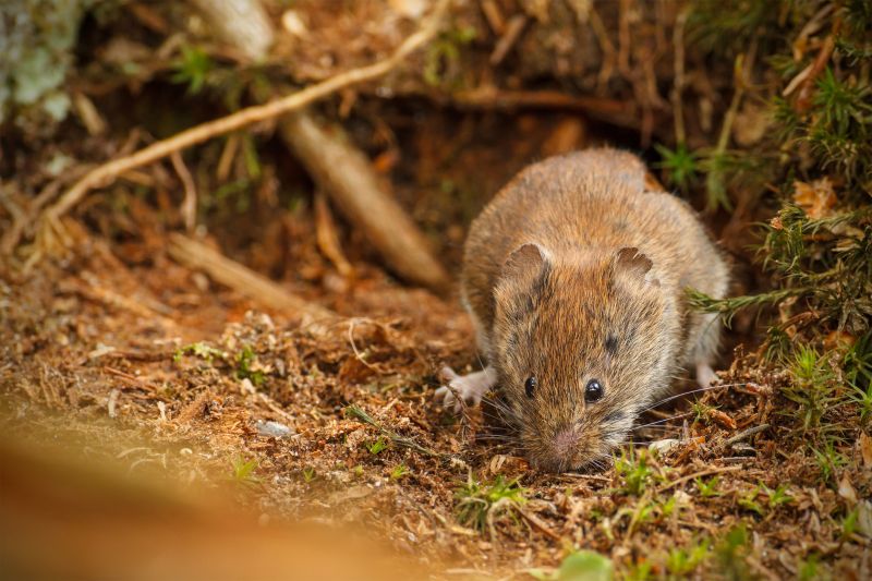 Voles Extermination