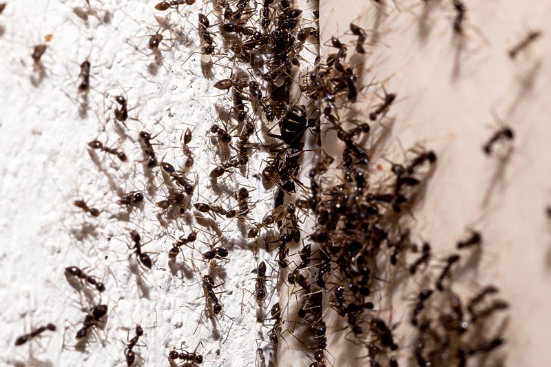 Why Ant Infestations Keep Returning Without Professional Treatment
