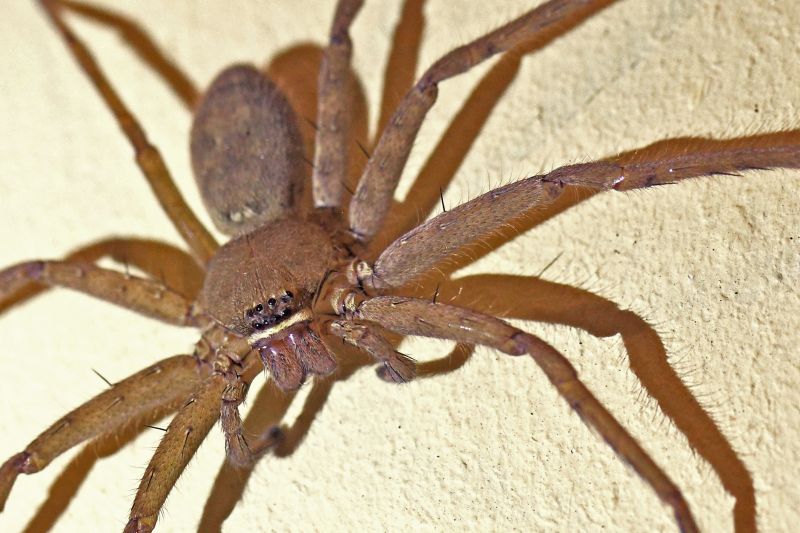 Wolf Spider Removal