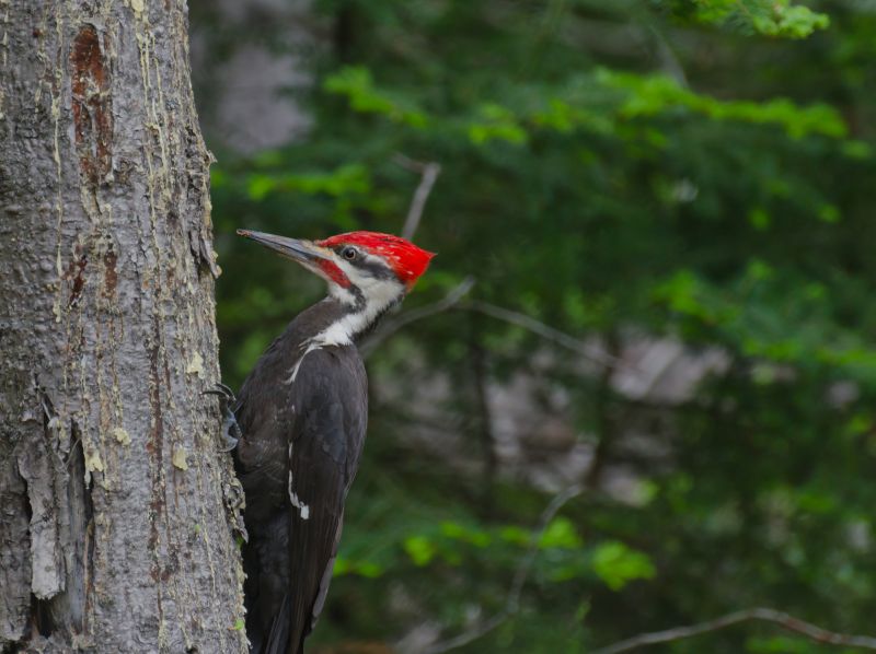 Woodpecker Removal Service